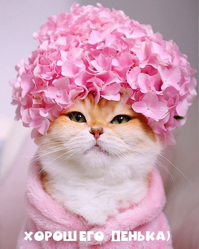 Цветочный кот желает вам хорошего денька