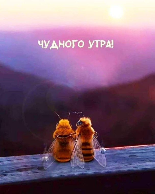 Картинка с двумя влюбленными пчелками и пожеланием доброго утра
