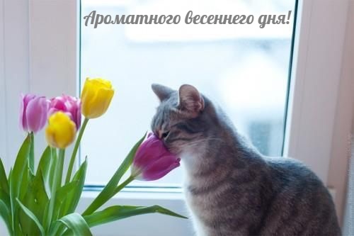 Котик с букетом тюльпанов желает весеннего дня