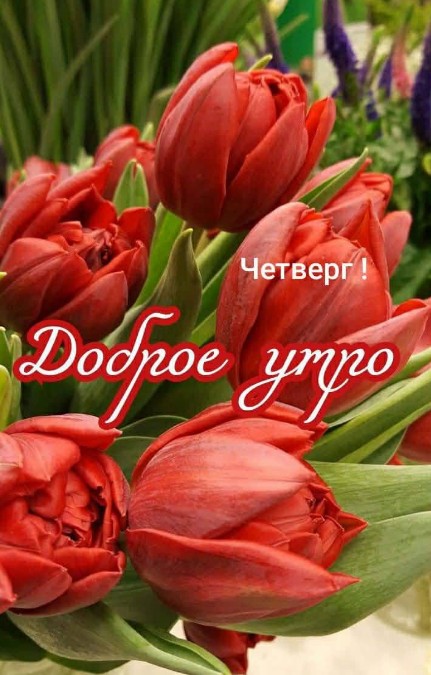 Красивая открытка Доброе утро четверг, с красными тюльпанами