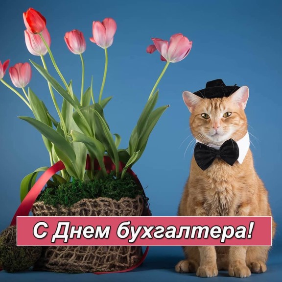 Кот в бабочке и красивые тюльпаны на День Бухгалтера