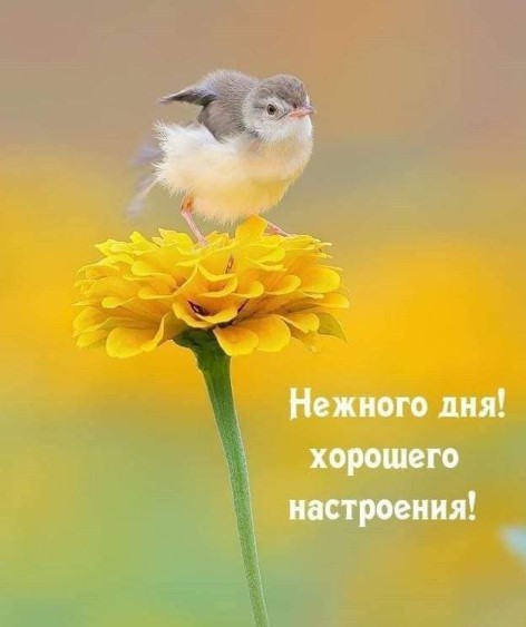 Картинка хорошего дня с птичкой и цветочком