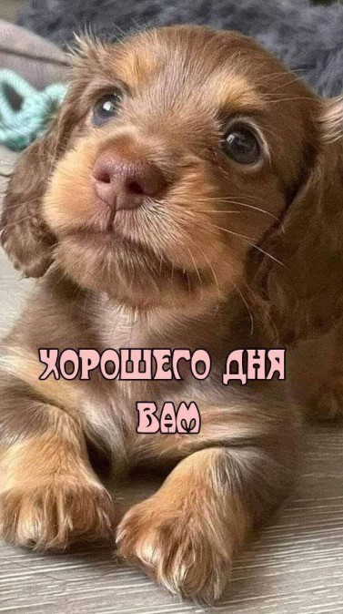 Маленький щеночек жалает хорошего дня