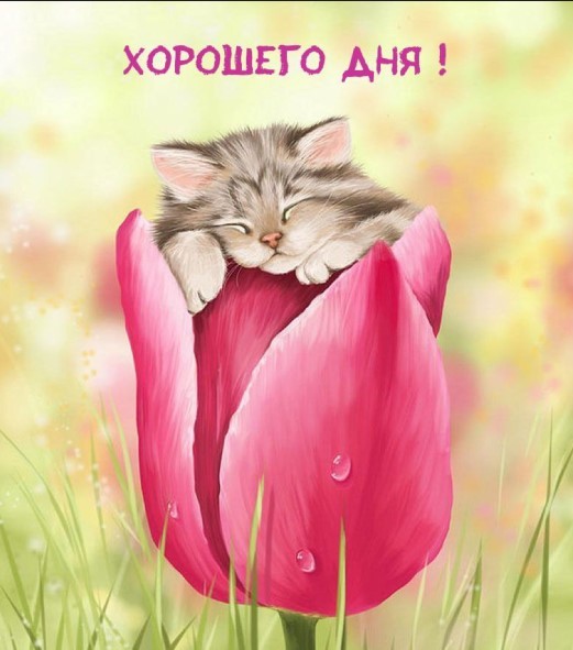 Открытка с котиком и цветочком