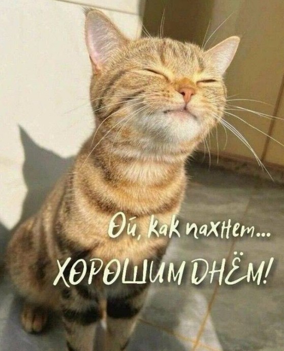 Милый полосатый кот с прищуренными глазами и надписью Ой, как пахнет хорошим днем