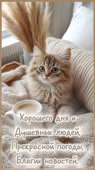 Открытка с милым котенком и пожеланием доброго дня