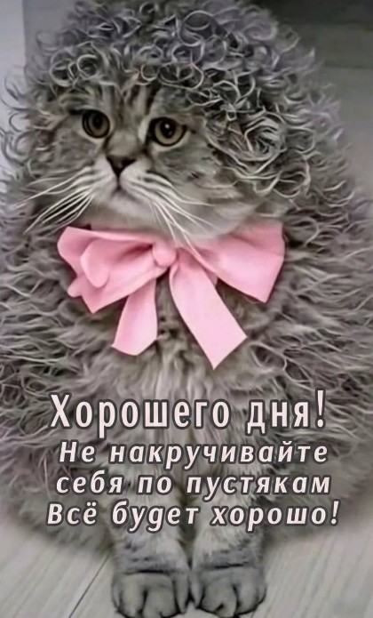 Открытка с милым котиком, пожелание хорошего дня