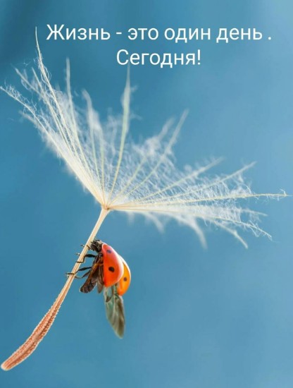 Открытка с мудрой фразой: Жизнь — это один день. Сегодня!