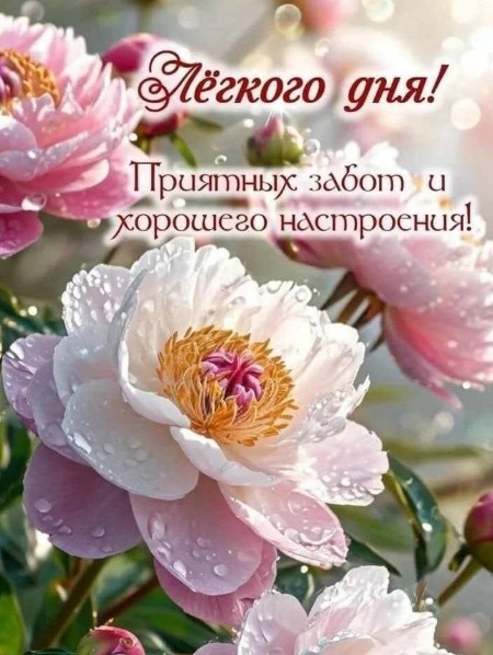 Открытка с пожеланием легкого дня и красивыми пионами