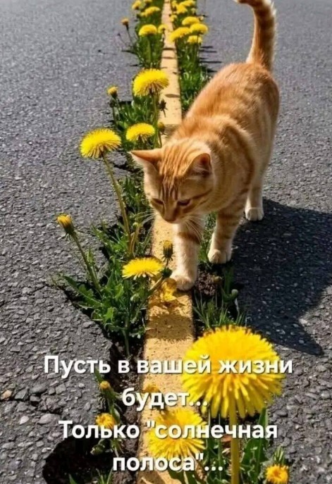 Открытка с пожеланием солнечной полосы в жизни 
