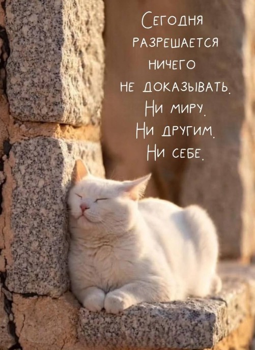 Открытка с белым котом и мудрой фразой о покое