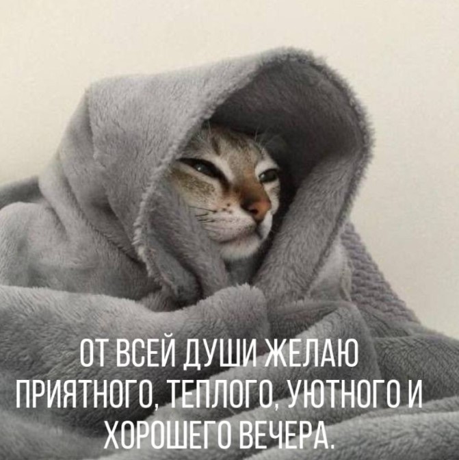 Кот желает приятного, теплого и уютного вечера