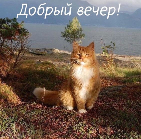 Кот желает вам доброго вечера