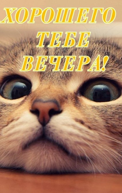 Котик желает тебе хорошего вечера!