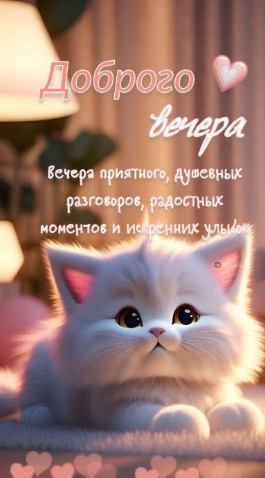 Открытка Доброго вечера с милым белым котенком