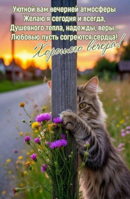 Пушистый полосатый котенок обнимает деревянный столб рядом с полевыми цветами на фоне закатного неба