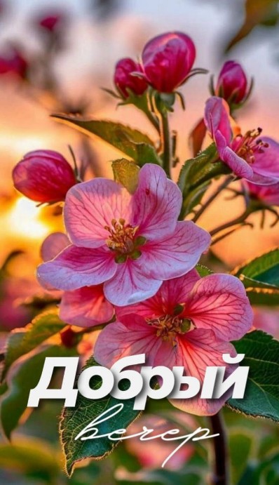 Открытка Добрый вечер с нежными розовыми цветами