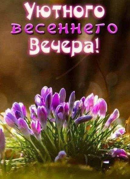 Красивая открытка Уютного весеннего вечера с крокусами