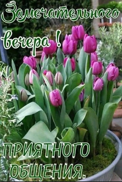 Открытка с пожеланием приятного вечера и красивыми тюльпанами