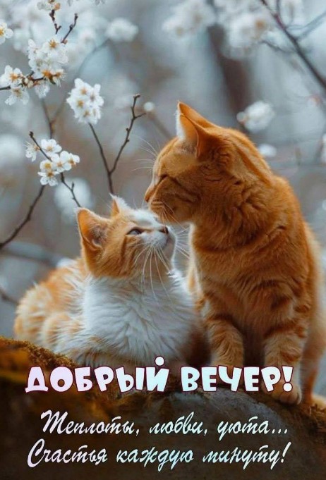 Открытка Добрый вечер с весенними цветами