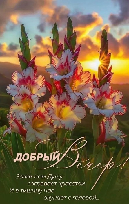 Добрый вечер с гладиолусами и закатом
