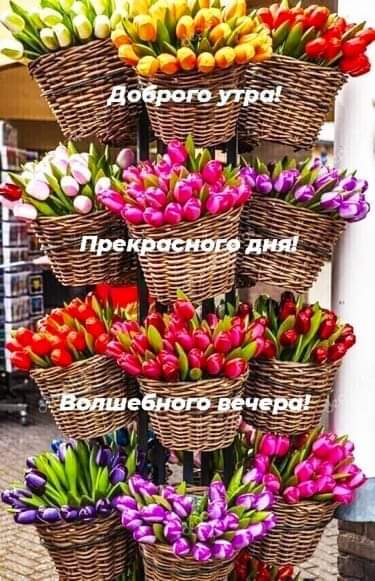 Картинка доброе утро с тюльпанами разных цветов