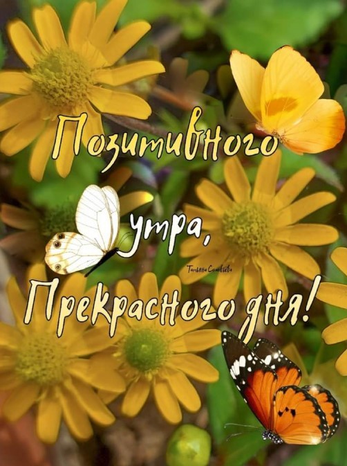 Открытка с бабочками и пожеланием позитивного утра и прекрасного дня