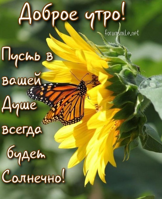 Доброе утро, пусть в вашей душе всегда будет солнечно!