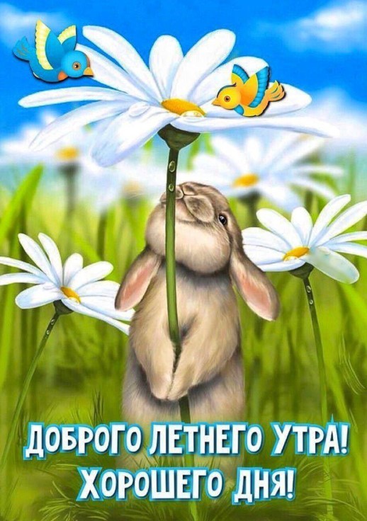 Доброго летнего утра, хорошего дня