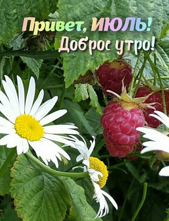 Картинка привет июль, доброе утро!