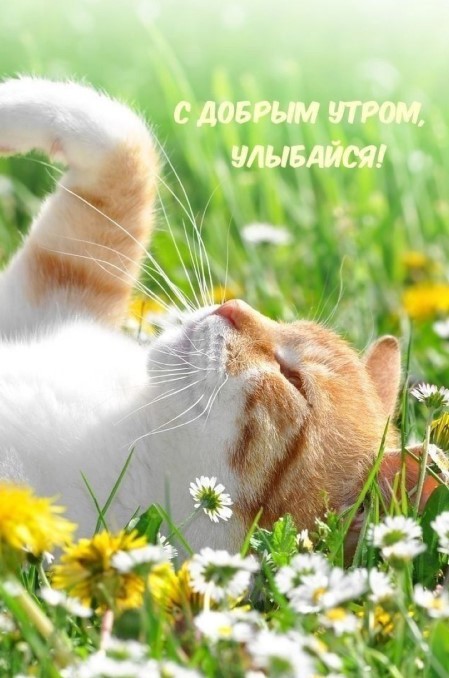 С добрым утром, улыбайся, мурр!