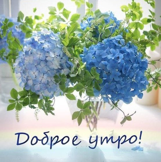 Французская гортензия