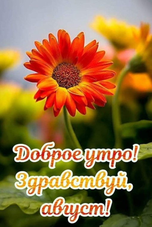 Доброе утречко, здравствуй, август