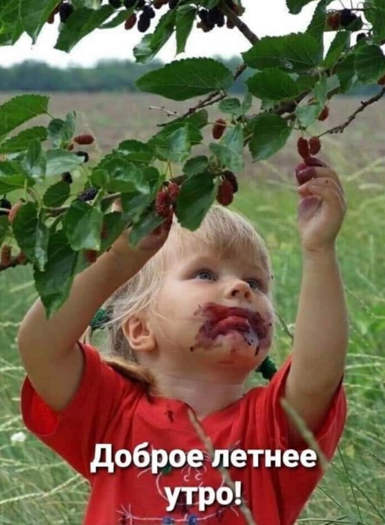 Доброе летнее утро