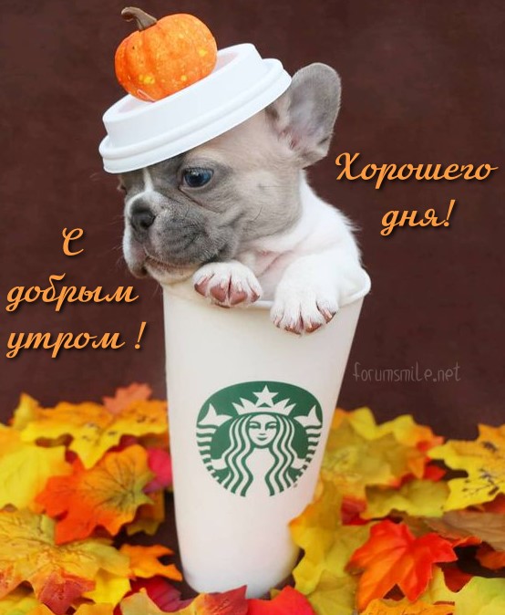 Стаканчик кофе Starbucks этим утром не помешает :)