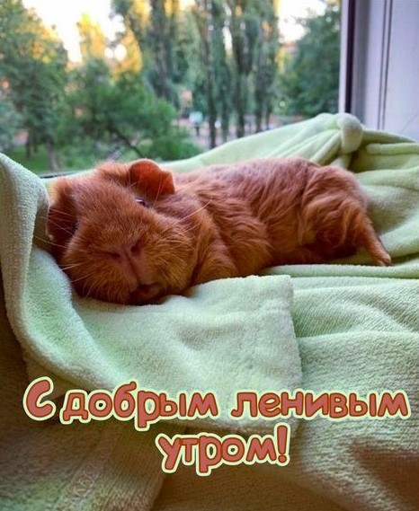 С добрым ленивым утром!