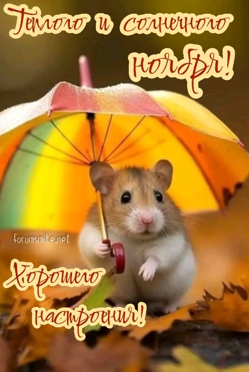 Теплого и солнечного ноября, хорошего настроения!