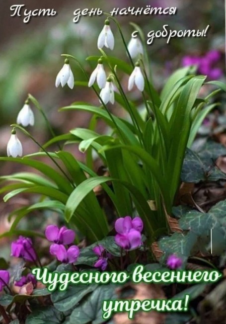 Весенняя открытка с белыми подснежниками и фиолетовыми цветами с надписью Пусть день начнётся с доброты