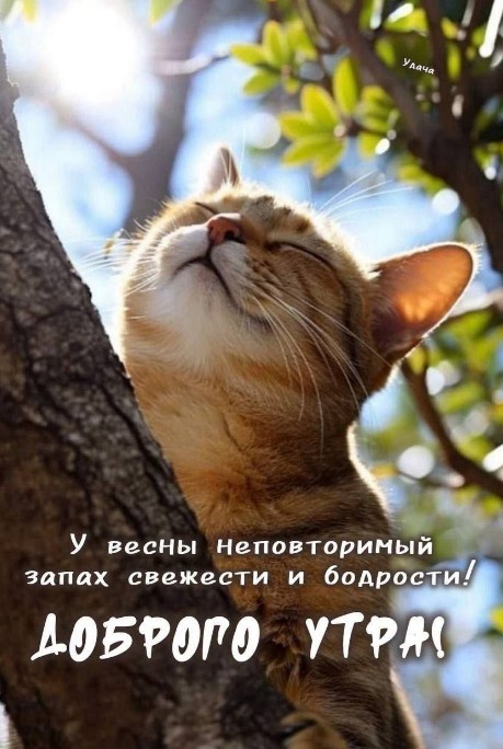 Открытка Доброе утро с весенним котом 