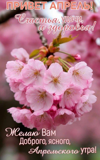 Красивая открытка с приветствием апреля и цветами сакуры