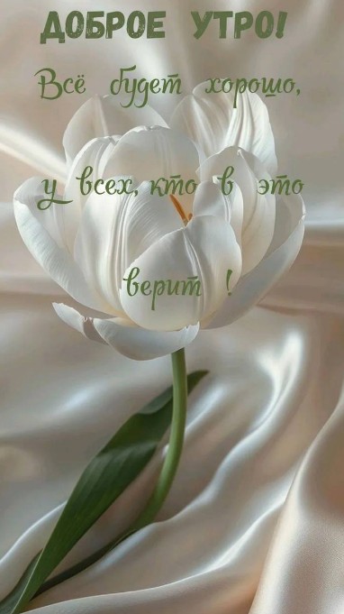 Открытка Доброе утро, нежный белый тюльпан с пожеланием
