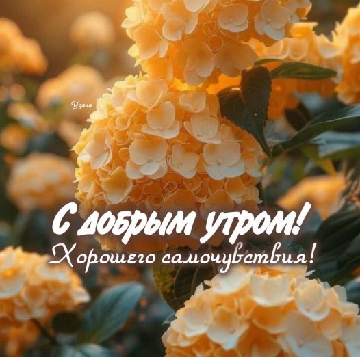 Красивая открытка с пожеланием доброго утра на фоне нежных желтых цветов гортензии в солнечных лучах