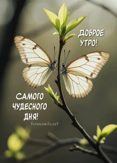 Открытка Доброе утро, самого чудесного дня!