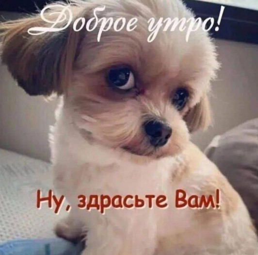 Открытка Доброе утро с милой собачкой