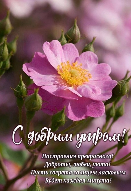 Нежная открытка с добрым утром