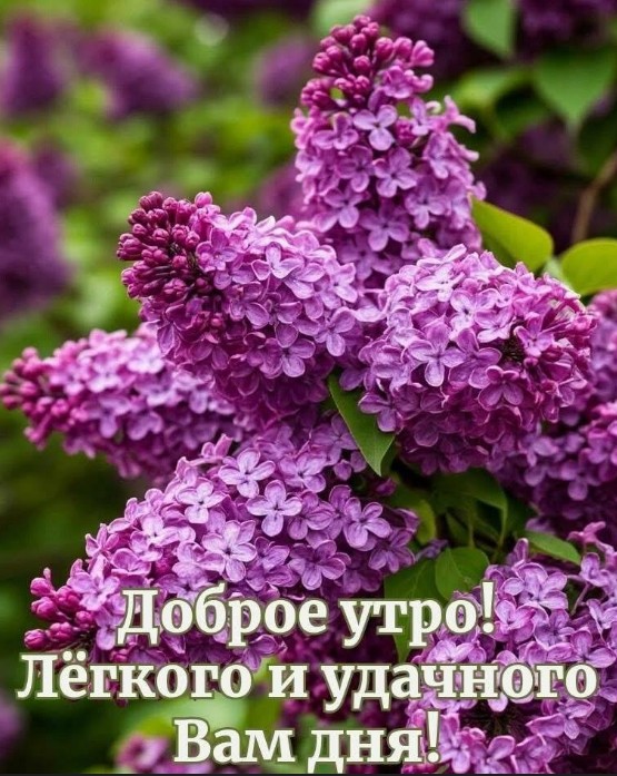 Красивая открытка с добрым утром и сиренью
