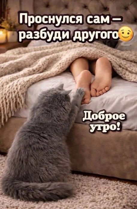 Открытка Доброе утро с котом, который будит хозяина