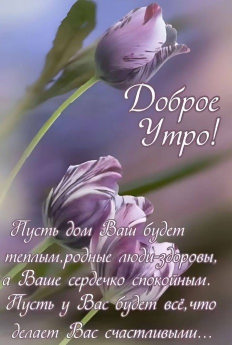 Красивая открытка Доброе утро с нежными фиолетовыми тюльпанами