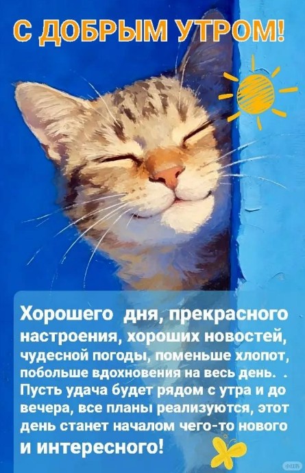 Открытка с добрым утром: милый кот и пожелания хорошего дня