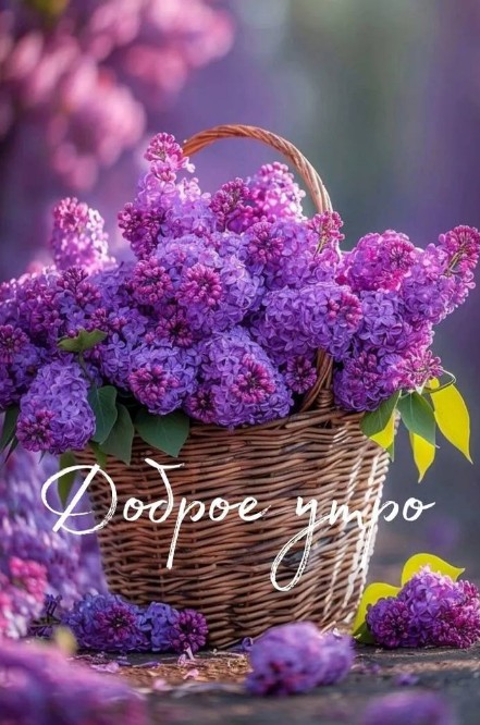 Красивая открытка Доброе утро с нежной сиренью в корзине
